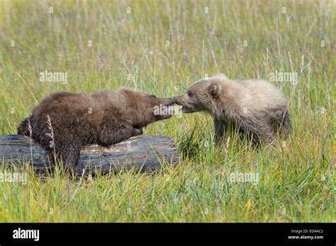 Two Brown Bear Cubs Play Fighting Over A Log Stock Photo Alamy