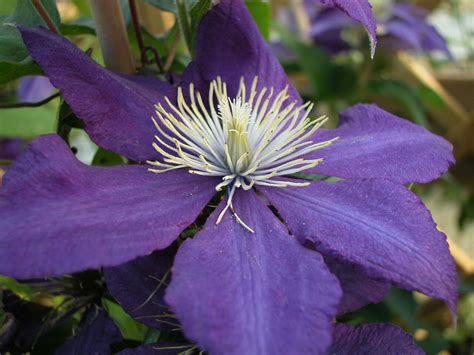 Clematis 'negritjanka' produces rich purple flowers from late spring to early autumn, followed by spiky seedheads. Clematis hybrids group ... www.clematis.be...