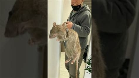 Largest Rat In The World Biggest Rat In The World Youtube