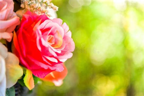Red Rose On Bokeh Background Stock Photo Image Of Depth Floral