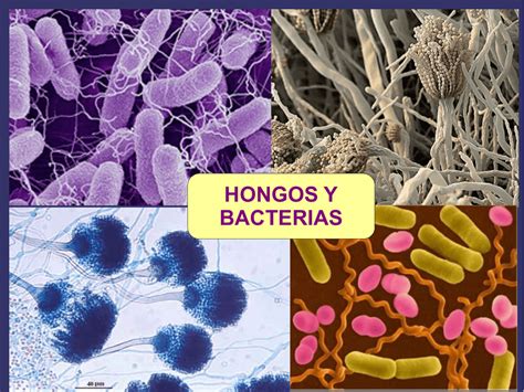 Diferencias Entre Bacterias Virus Y Hongos Sooluciona Vrogue Co