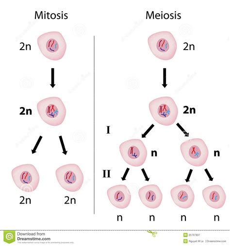 Mitosis Versus Meiosis Royalty Free Stock Photography Image 25707837