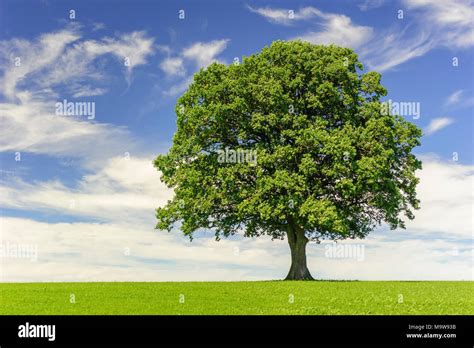 Single Big Oak Tree In Field With Perfect Treetop Stock Photo Alamy