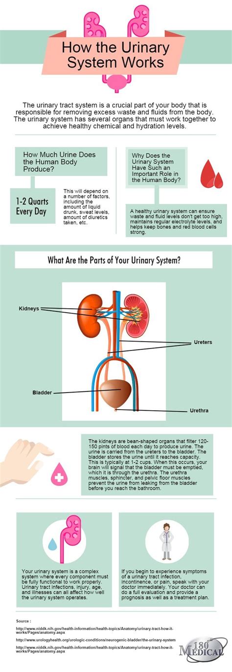 How The Urinary Tract Works