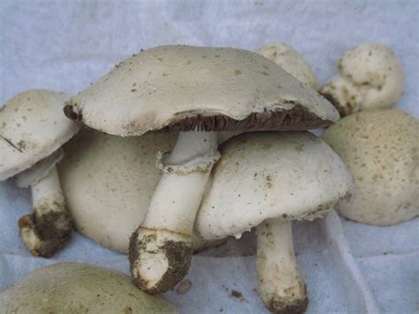 Edible Nw Florida Argaric Mushroom Hunting And Identification Shroomery Message Board