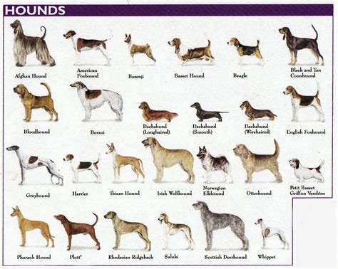 Click On The Link To View Breeds Hound Dog Breeds Dog Breeds Dog