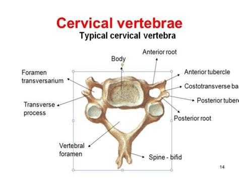 Cervical Vertebral Bone Anatomy