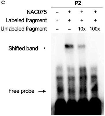 An international standard serial number (issn) is a unique code of 8. Frontiers | Corrigendum: Transcription Factor NAC075 ...