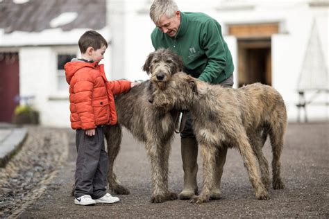 Irish Wolfhounds Make Welcome Return To Bunratty Castle And Folk Park