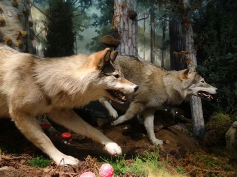Check spelling or type a new query. A walk on the wild side with creature comforts | National ...