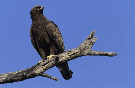 True Eagles Birds South Africa