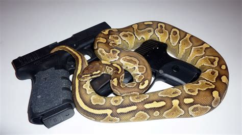 Snakes And Guns Makes Me Happy