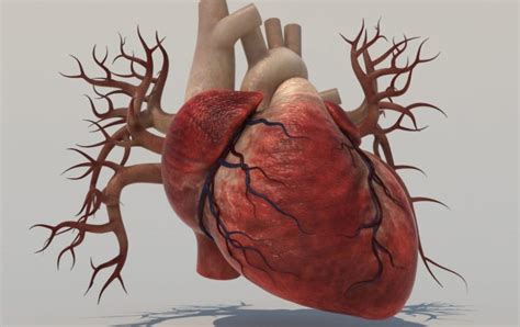 Human Heart Main Structures A Cure In Education