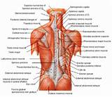 Posterior Core Muscles Images