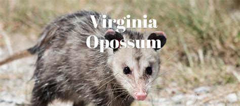 Virginia Opossums Exotic Pet Wonderland