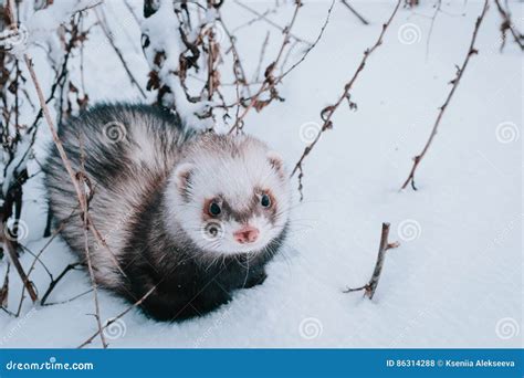 Ferret In The Snow Stock Photo Image Of Bushy Dark 86314288