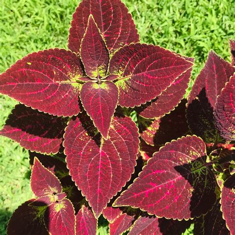 Coleus Tapestry Live Rooted Starter Plant Vibrant Ornamental Etsy