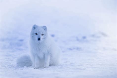 Free Images Landscape Nature Snow Cold Winter Animal Cute