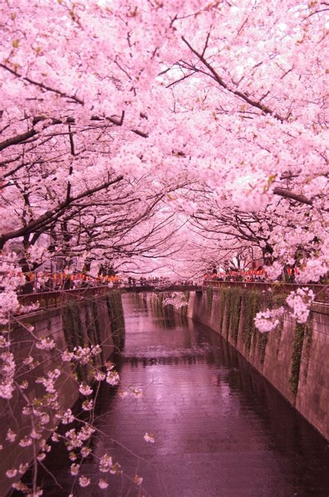 Nature Wallpaper Cherry Blossom