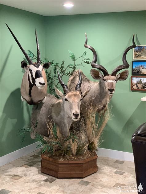 Gemsbok Eland And Kudu Pedestal Mount Taxidermy