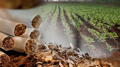 Llaman A Regular Cultivos Tabacaleros Por Contribuir A La Crisis