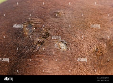 Sommerekzem Pferd Mit Ekzem Stockfotografie Alamy