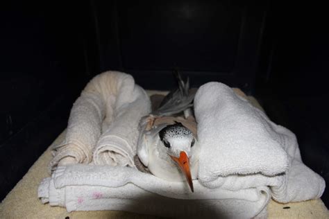 Skywatch Bird Rescue Found An Injured Bird