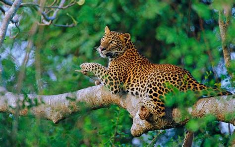 Wildlife Of Sri Lanka Sri Lanka As One Of The Greatest By Randitha