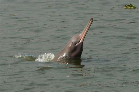 Gangetic Dolphins Found In Bihars Mahananda River Adventure