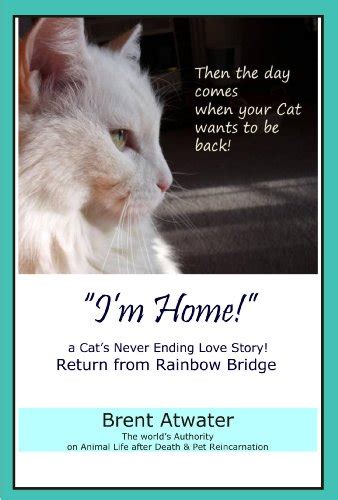 Im Home A Cats Never Ending Love Story Cat Reincarnation Stories