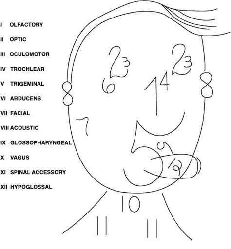 another trick to learn cranial nerves nursing school nursing notes nursing school survival