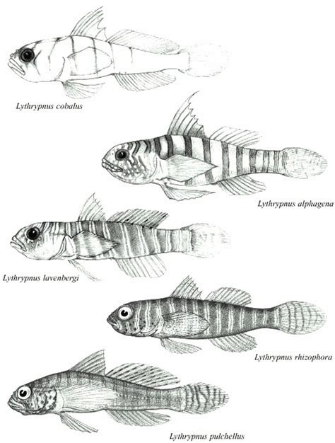 Gobiidae Cuvier 1816 Семейство Гобииды Бычковые Бычки Настоящие