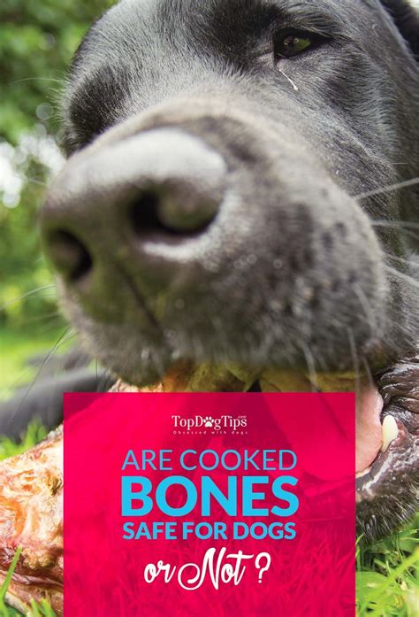 Cooked Bones For Dogs May Not Be A Good Idea And Why So Dogs Dog