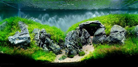 Freshwater Aquascape With Stonehenge Rocks Planted Aquarium Nature