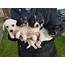 4 Chipoo Puppies  In Newark Nottinghamshire Gumtree