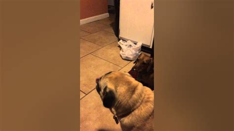 Wiener And Pug Eat Peanut Butter Youtube