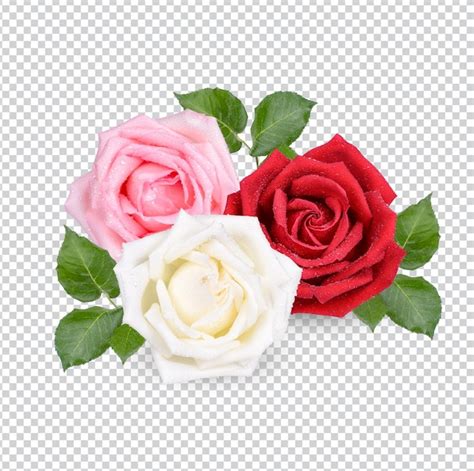 Premium Psd Red And Pink Rose With Water Drops Isolated Premium Psd