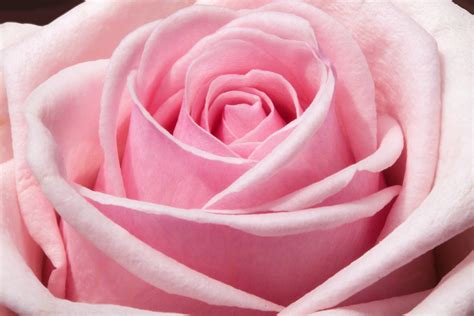 Whether you're a florist, an interior design company, a hotelier, or a romance blog, we've got the right rose pictures to suit your needs. Pink Flower · Free Stock Photo