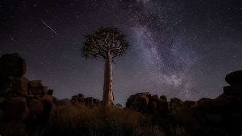 2048x1152 Desert Trees Milky Way Night 4k 2048x1152 Resolution Hd 4k