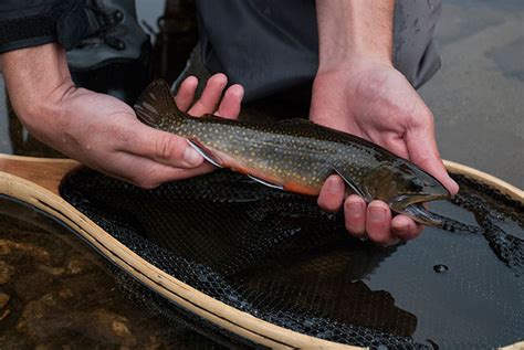 Photos A Trio Of Autumn Trout In New England Orvis News