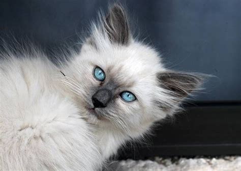 12 Elusively Blue Animals The Rarest Creatures Of All Perro Gato