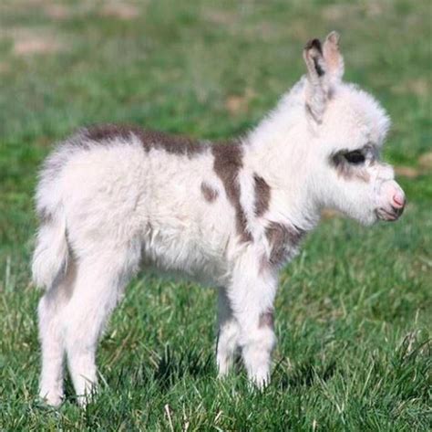Miniature Donkeys Are Real And They Re The Cutest Thing Ever