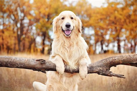 The Upsides And Downsides Of Owning A Golden Retriever In Home Pet