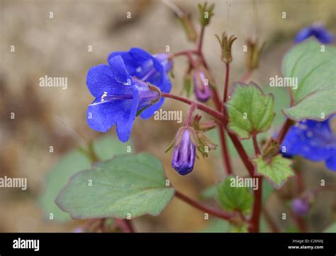 Native California Plants Hi Res Stock Photography And Images Alamy