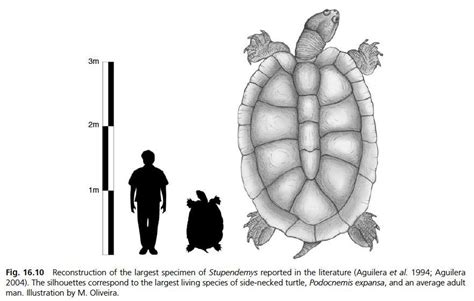 Largest Freshwater Turtle