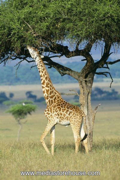 Giraffes Eating Acacia Trees Google Giraffe Acacia Tree