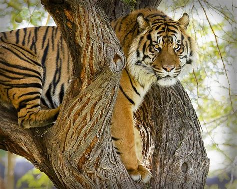 Tiger Cat In Tree Flickr Photo Sharing Save The Tiger Tiger