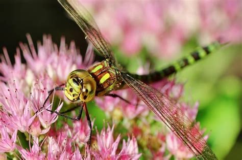 Female Dragonflies Fake Death To Avoid Sex Elite Readers