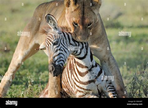 Male Lion Hunting Zebra