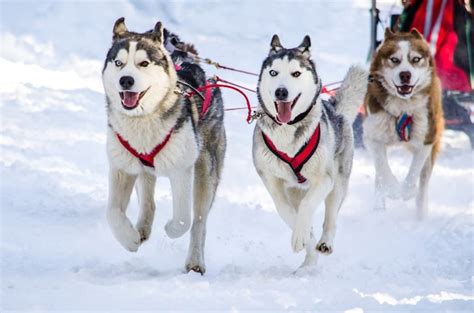 Premium Photo Dog Sledding Siberian Husky Sled Dog Team In Harness